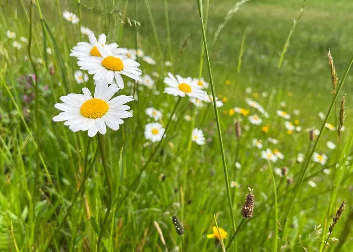 Pod Spicakem * Smržovka